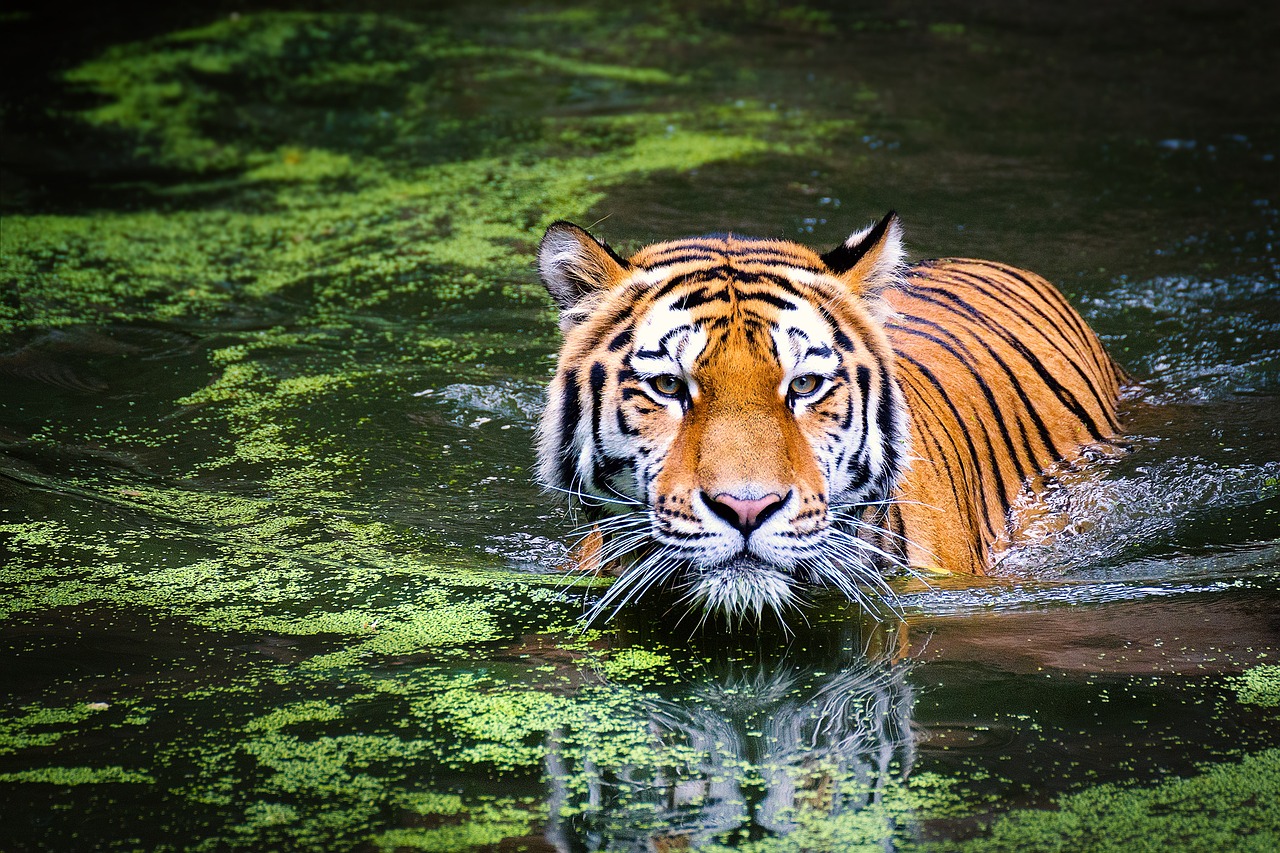 Tadoba Andhari Tiger Reserve