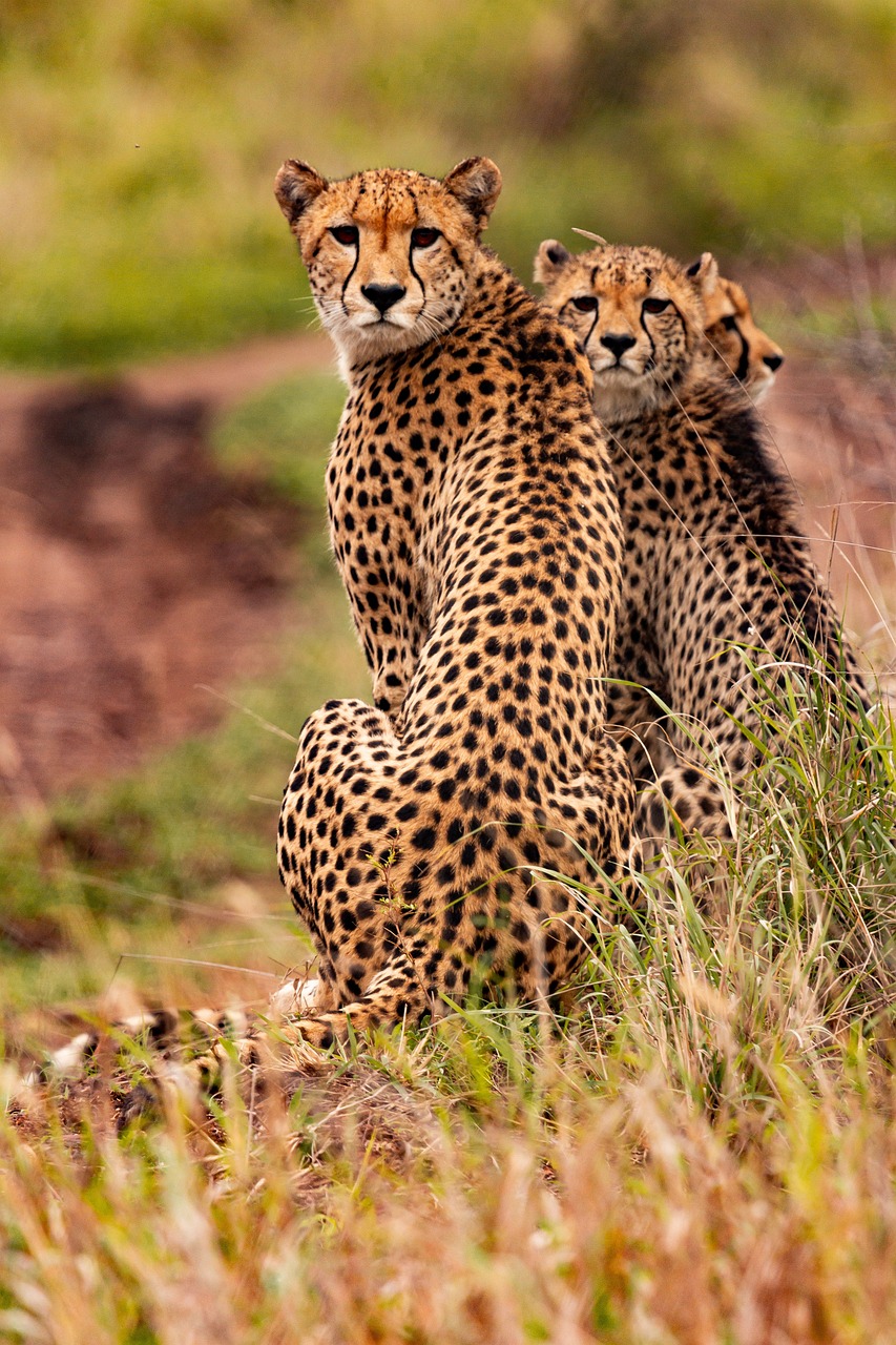 Maasai Mara National Reserve, Kenya
