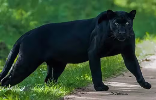 Nagarhole National Park