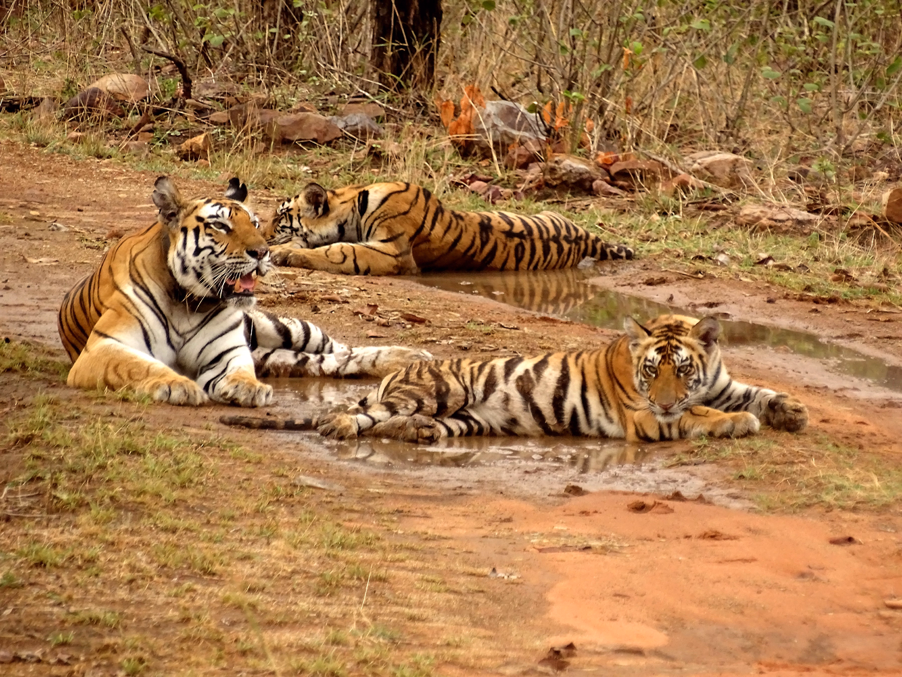 Panna National Park