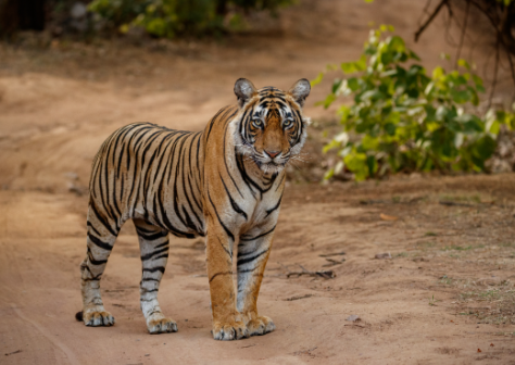 Tiger 2000km Journey