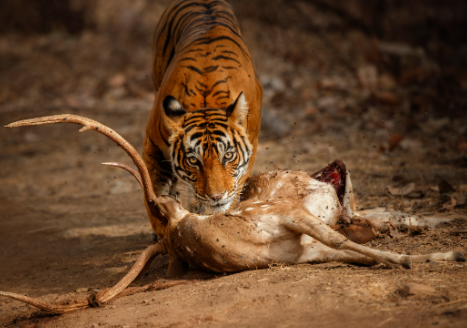 Circle of Life