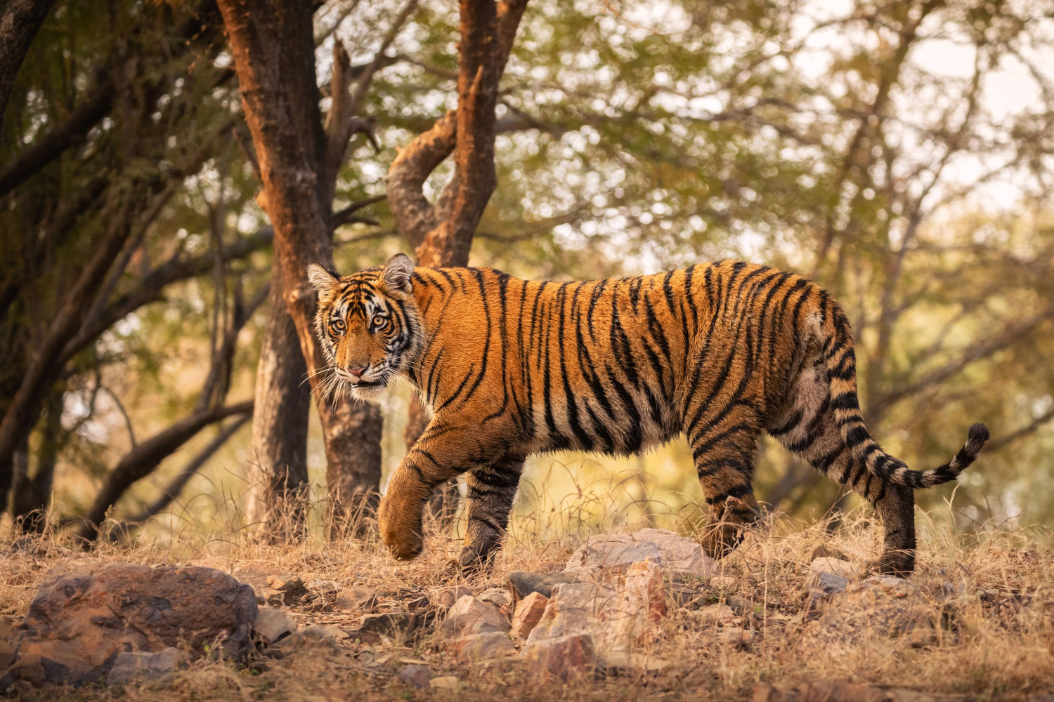 Manas National Park