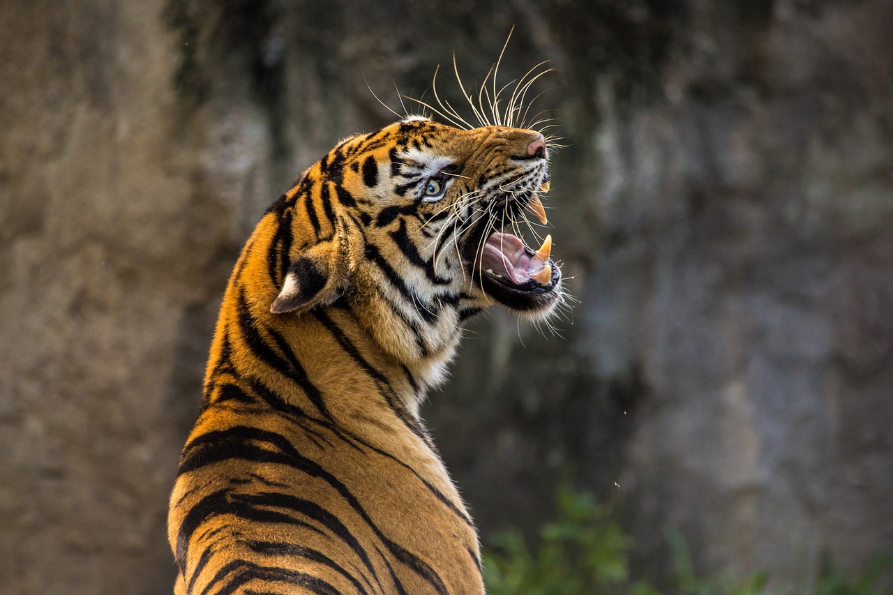 Bandhavgarh National Park