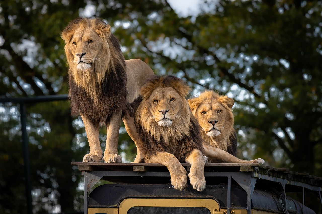 Gir National Park