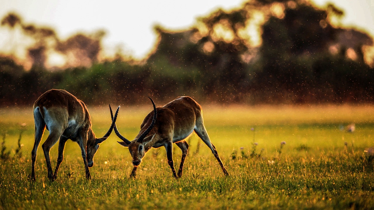 Rajaji National Park