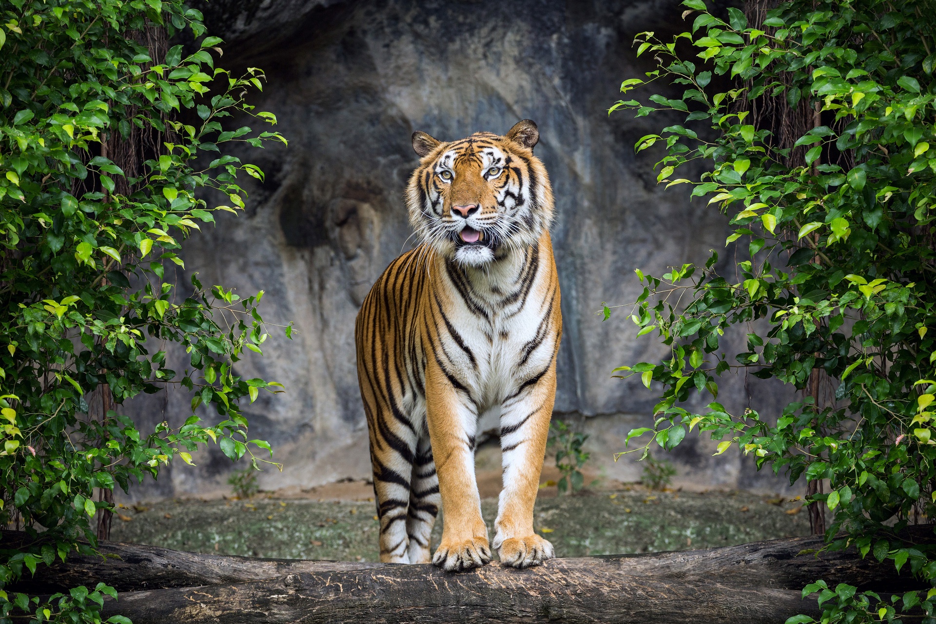 Safari Header Image